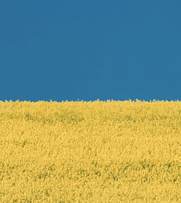 Ett gult fält under en klarblå himmel, Ukrainas symbol