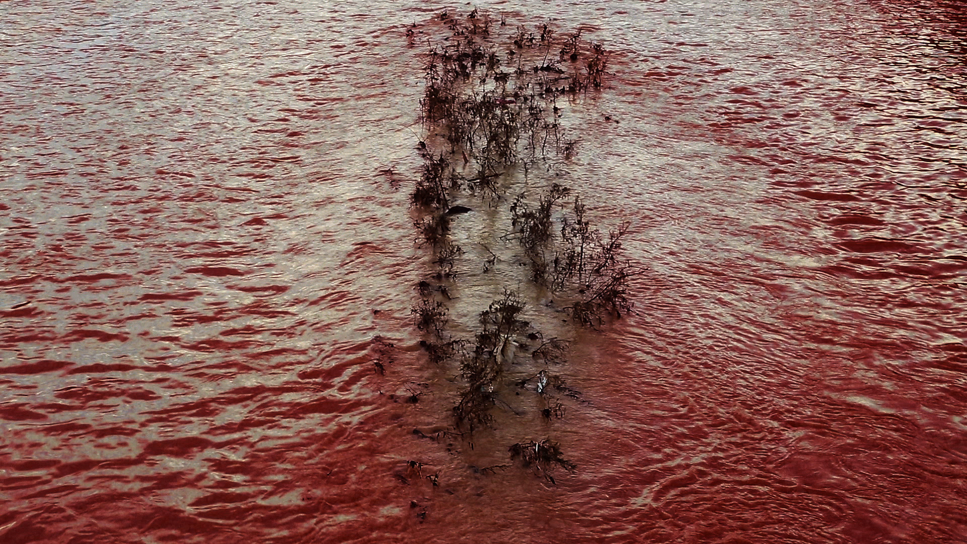 Shallow red water with plants at the center of the image.