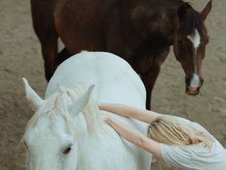 A brown and a white horse, with a person holding onto the back of one of the horses.