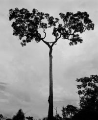 Svartvit bild av ett högt träd