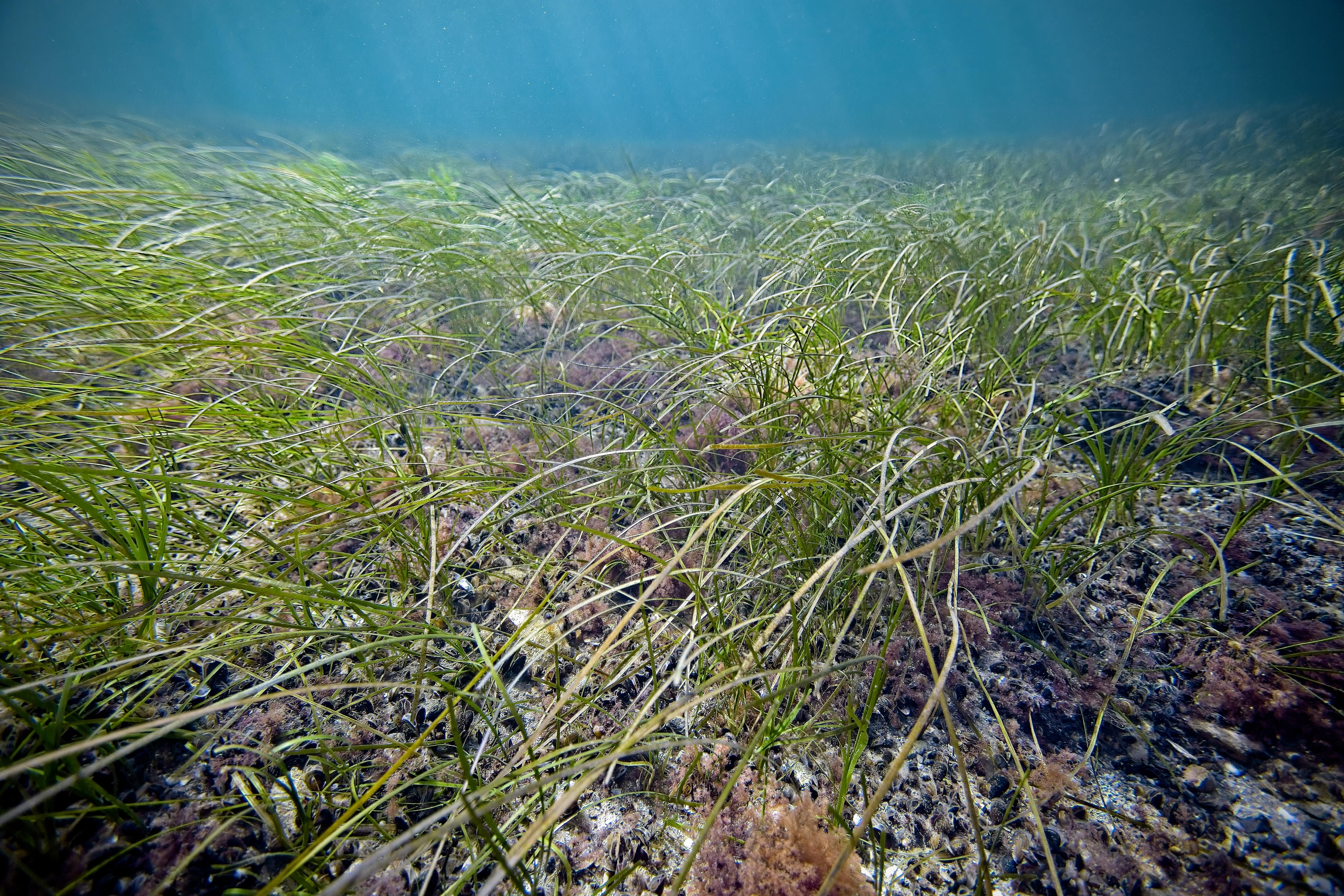 En undervattensbild från Öresund. En botten med sjögräs och klarblått vatten.