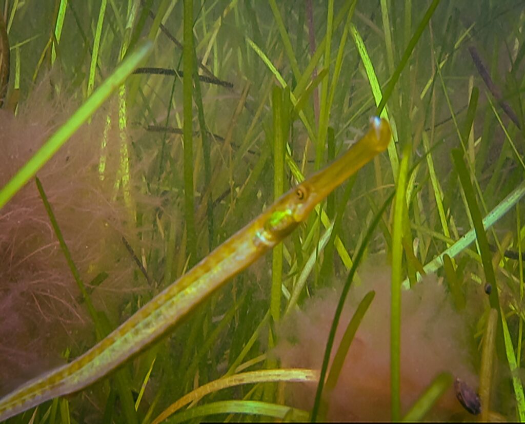 Underwater image of long slender fish hiding among vegetation.