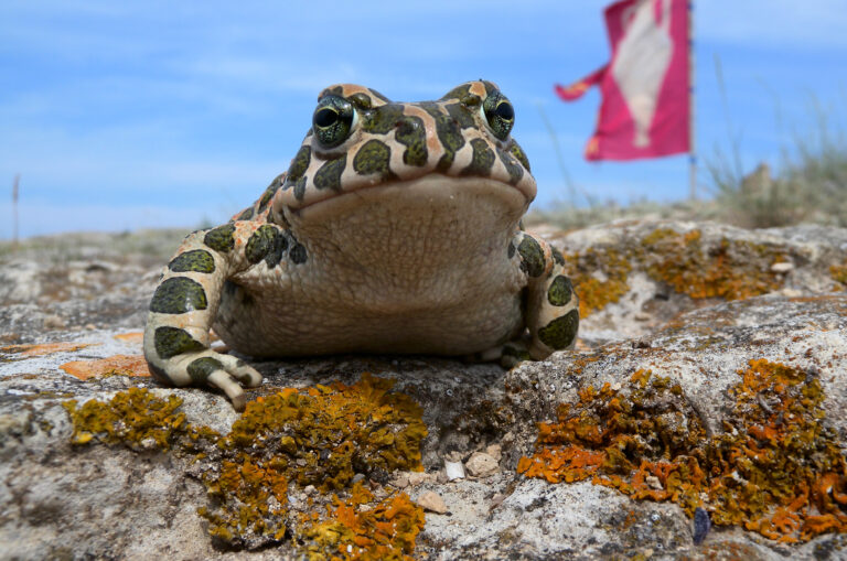 En fläckig groda i närbild mot blå bakgrund.
