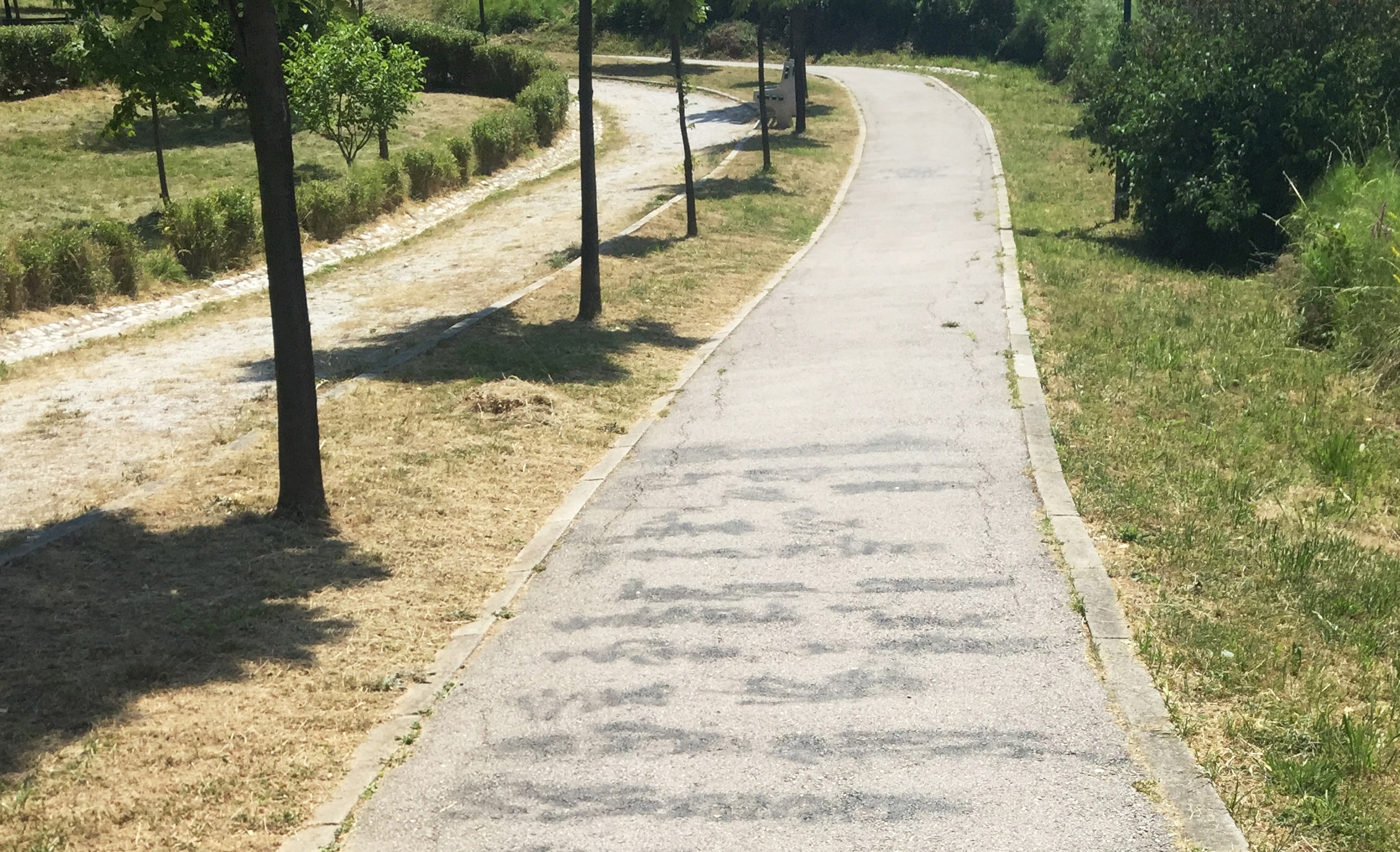 A desolate road in a dry landscape. The shadows of the trees are visible on the asphalt.