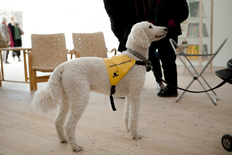 Vit ledarhund på konsthallen, i bakgrunden syns person med blindstav.