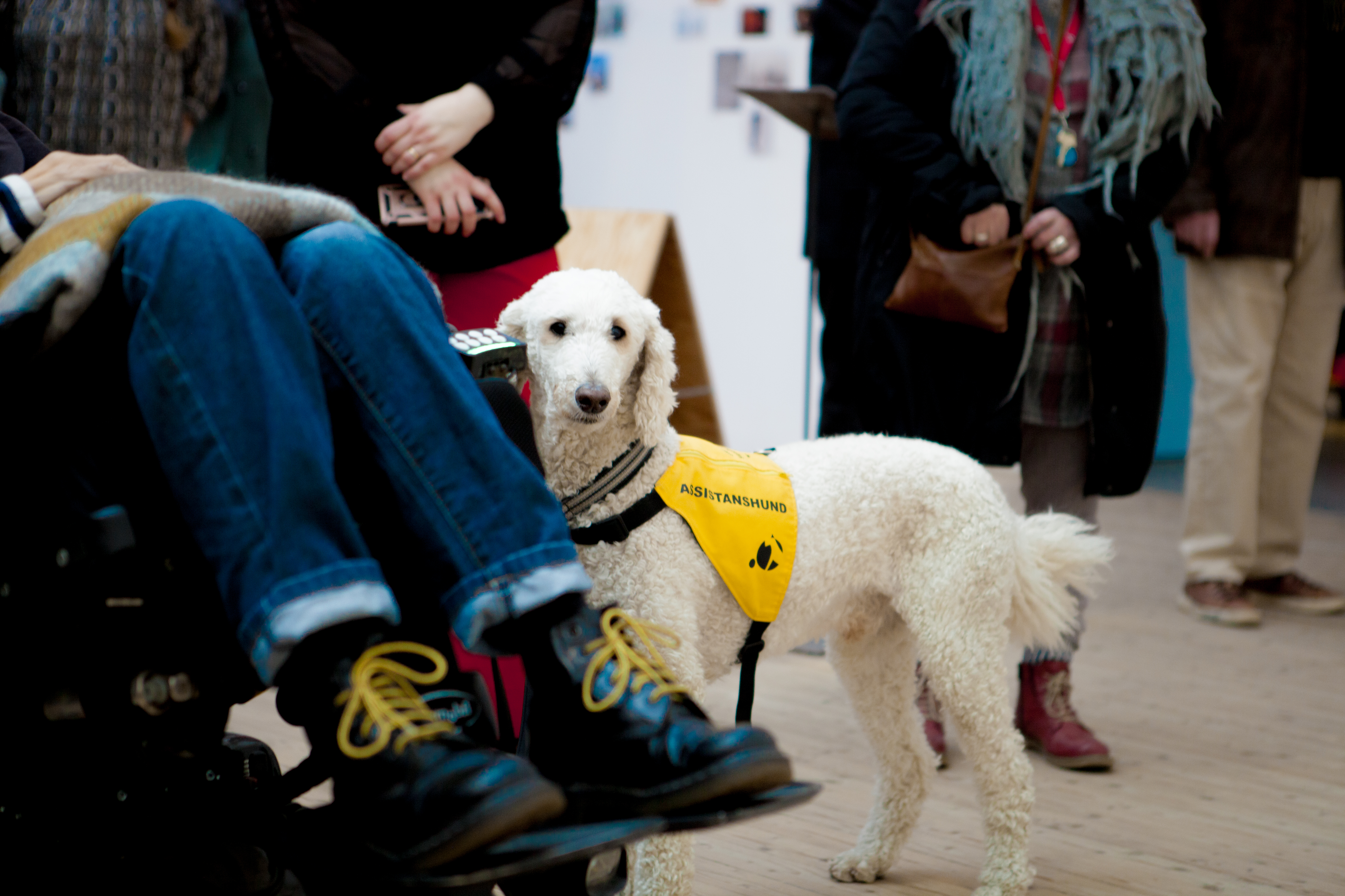 En vit hund står bland folks ben o utställningshallen. Hunden är kortklippt och har en gul bred sele på sig med texten Assistanshund.